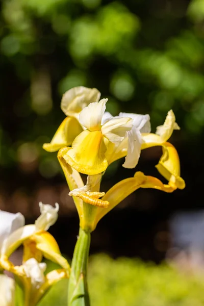 Iris Hollandice Symphonys Flower Cultivated Garden — Stock Photo, Image