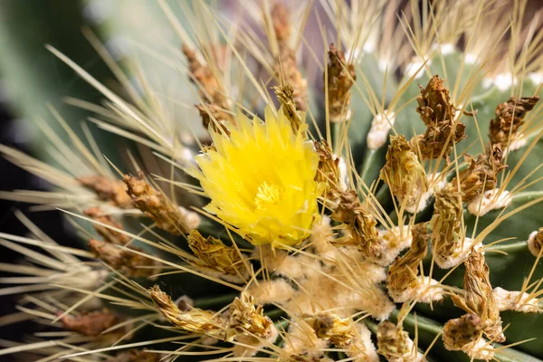 Цветок Cactus Ferocactus Echidne Саду — стоковое фото