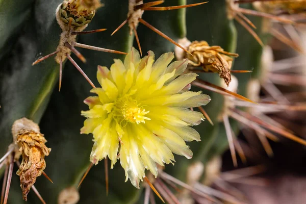 Cactus Ferocactus Echidne Fleur Dans Jardin — Photo