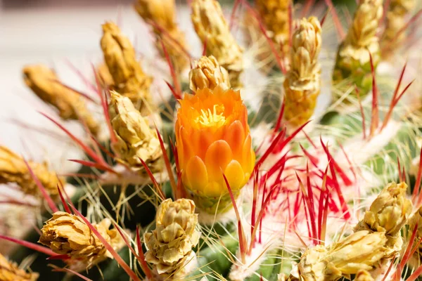 Cactus Ferocactus Pilosus Fleur Dans Jardin — Photo