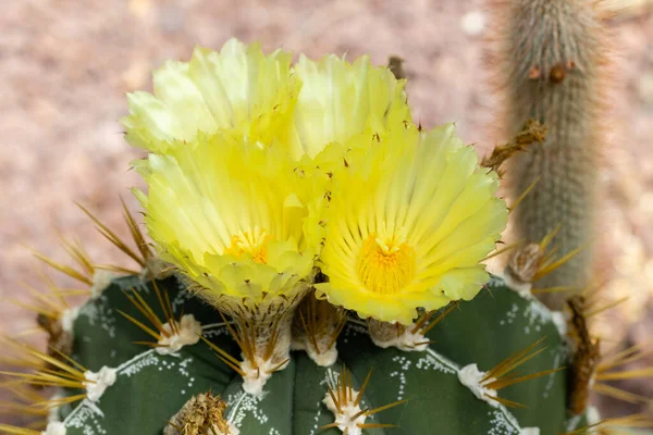 Cactus Astrophytum Ornatum Fleur Dans Jardin — Photo