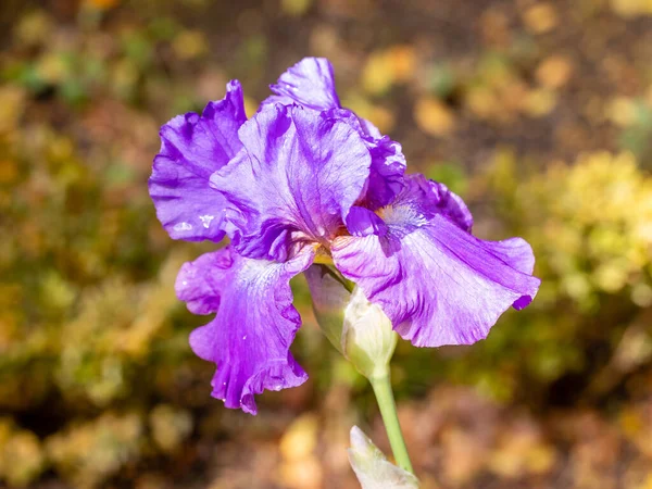 Iris Batik Flower Cultivated Garden Royalty Free Stock Images