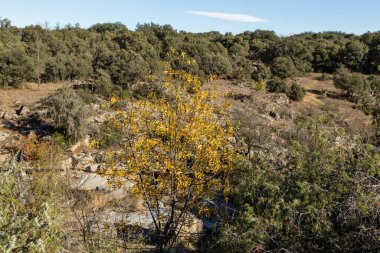 Madrid dağının köyü Navalagamella 'da sonbahar manzaraları