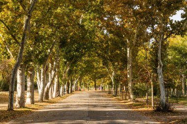 Madrid, İspanya 'daki Casa de Campo adlı parkta sonbahar manzarası