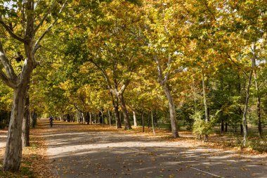 Madrid, İspanya 'daki Casa de Campo adlı parkta sonbahar manzarası