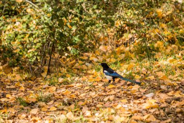 Madrid, İspanya 'daki Casa de Campo adlı parkta sonbahar manzarası