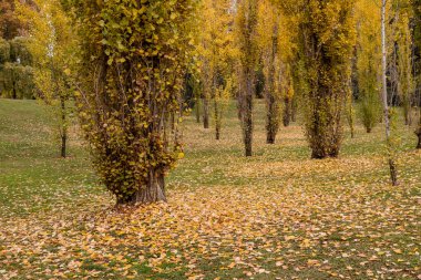 Madrid Batı Parkı Sonbahar renkleriyle boyanmış ağaçlarla