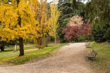 Madrid Batı Parkı Sonbahar renkleriyle boyanmış ağaçlarla