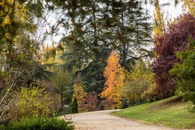 Madrid Batı Parkı Sonbahar renkleriyle boyanmış ağaçlarla