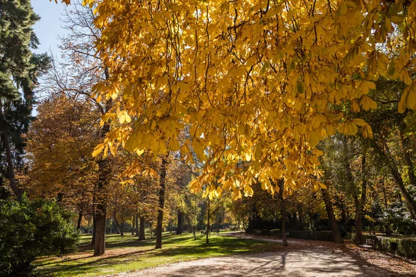 Retiro Public Park Autumn Colors Madrid Spain — Stock Photo, Image