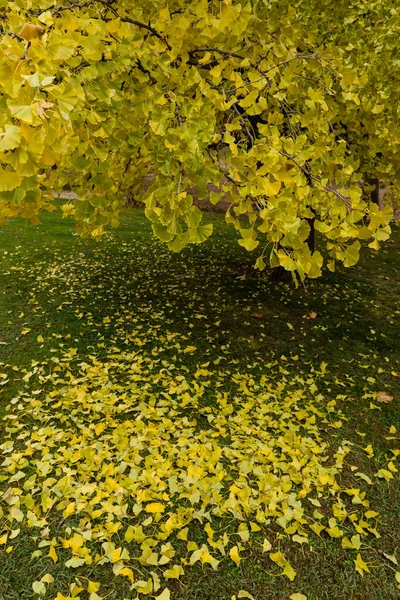 Madryt West Park Drzewami Przyciemnianymi Jesiennymi Kolorami — Zdjęcie stockowe
