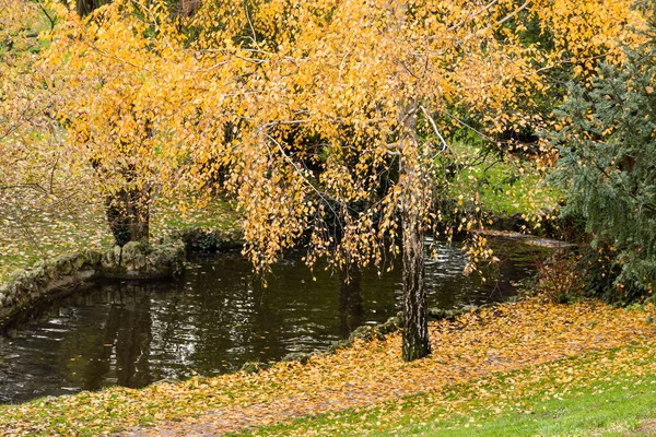 얼룩덜룩 나무들이 마드리드 웨스트 — 스톡 사진