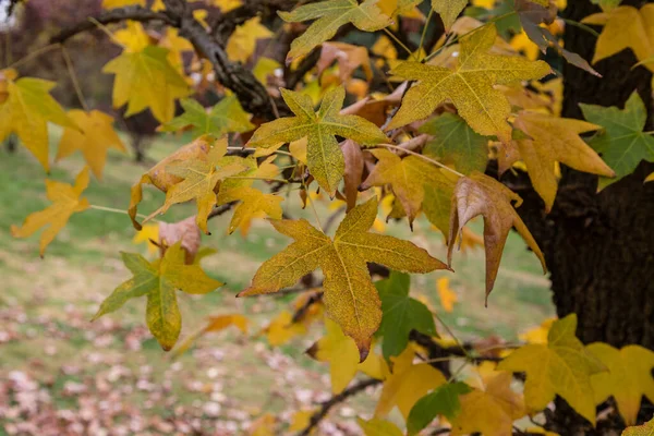 Madrid West Park Mit Herbstlich Gefärbten Bäumen — Stockfoto