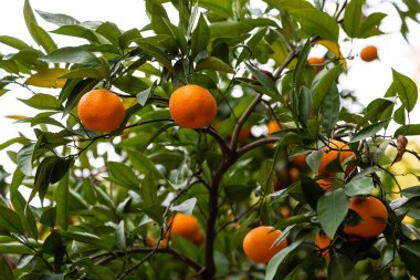 Mandallı bahçede sallanan olgun portakallar