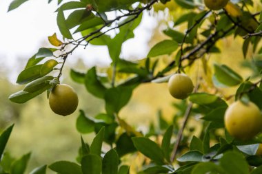 Ağaç dalında limon, narenciye