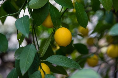 Ağaç dalında limon, narenciye