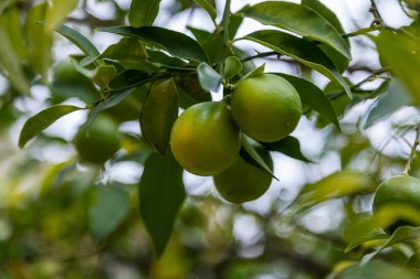 Limequat on the branch of the tree