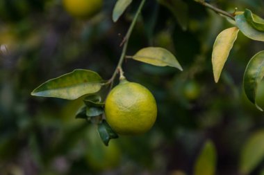 Limequat on the branch of the tree