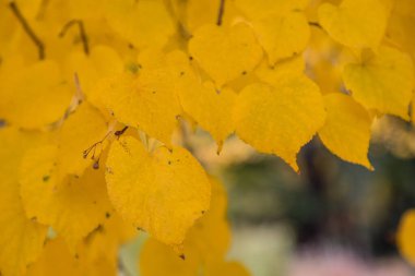 Bahçedeki Tilia Cordata bitkisi