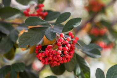 Cotoneaster lacteus bitkisini kırmızı böğürtlenlerle kaplayan kar.