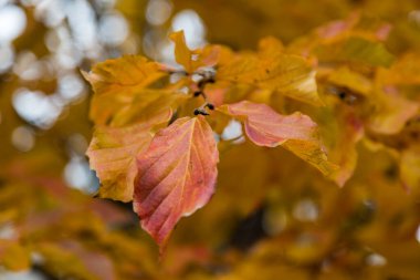 Parrotia persica ağacının ayrıntı ile sonbahar yaprakları