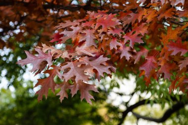 Quercus ShumardII Ağacı Bahçede