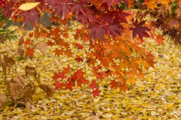 Acer Palmatum Levelek Ősz Színeivel Egy Madridi Parkban — Stock Fotó