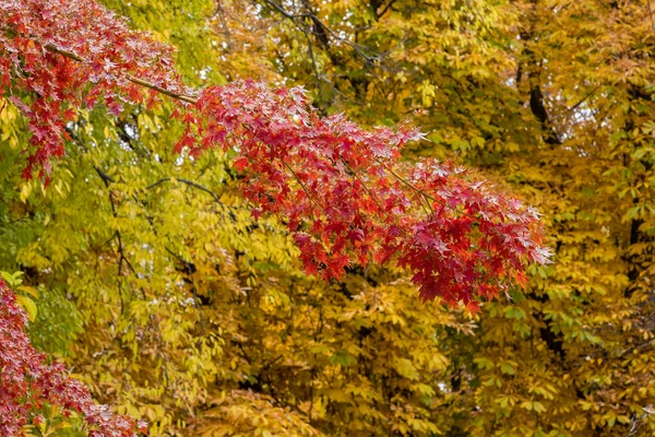 Leaves Colors Autumn Park Madrid — Stock Photo, Image