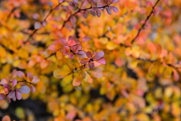 Berberis Thunbergii Close Autumn — стоковое фото
