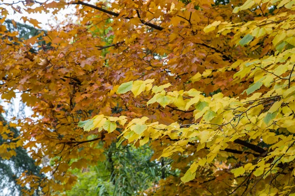 在马德里的一个公园里 树叶的颜色和秋天一样 — 图库照片