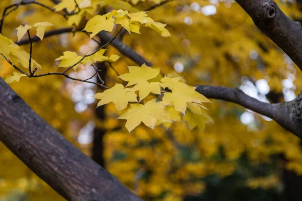Acer Mono Листья Осенью — стоковое фото