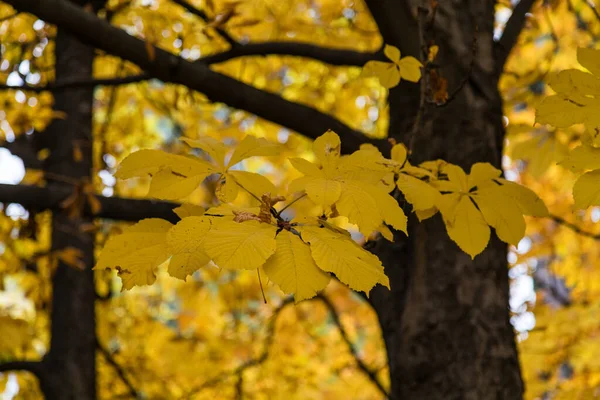 在马德里的一个公园里 树叶的颜色和秋天一样 — 图库照片