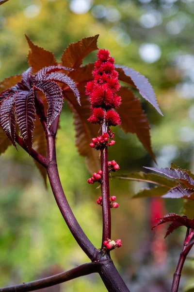 Ricinusnövény Virága — Stock Fotó