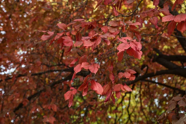 Prunus Cerasifera Növény Kertben — Stock Fotó