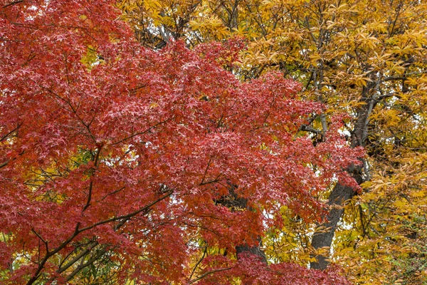 Leaves Colors Autumn Park Madrid — Stock Photo, Image