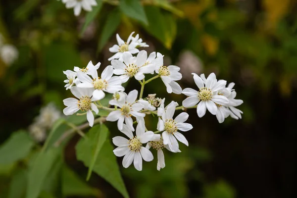 Podachaenium Paniculatum Flower Garden — Stock Photo, Image