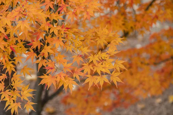 Acer Palmatum Оставляет Листья Саду — стоковое фото