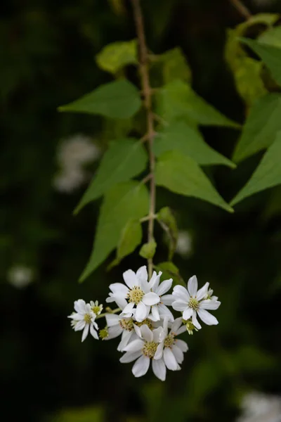 stock image Podachaenium paniculatum flower in a garden