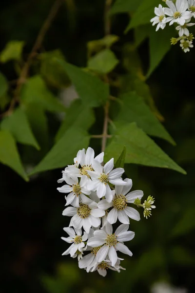 庭のPodachaenium Paniculatum花 — ストック写真