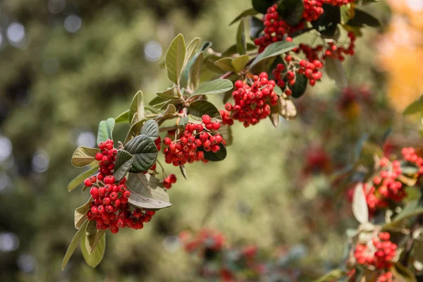 Snö Som Täcker Cotoneaster Lacteus Växt Med Röda Bär — Stockfoto