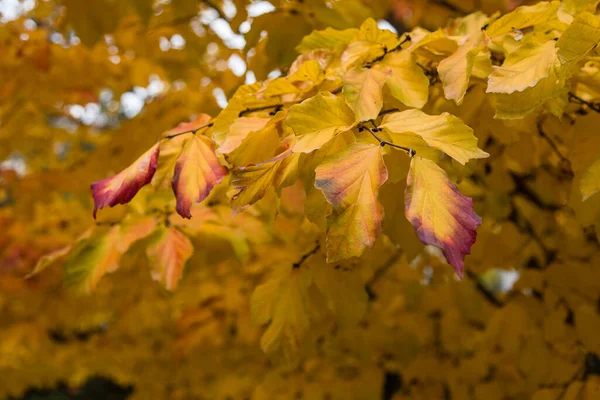 Detalhe Árvore Parrotia Persica Com Folhas Outono — Fotografia de Stock