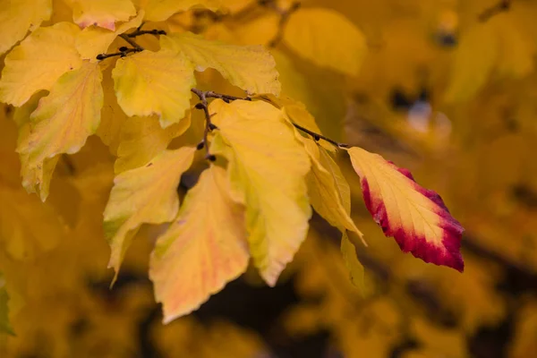 Parrotia Persica Tree Detail Leaves Autumn — Stock Photo, Image