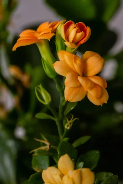 Orange Kalanchoe Grown Pot — Stock Photo, Image