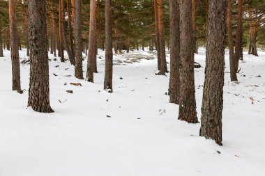 Snowy landscape of mountains port of Canencia in Madrid, Spain