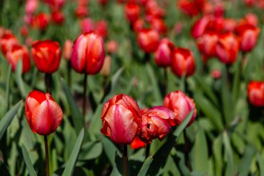 Madrid, İspanya 'da bir bahçede farklı renklerde lale çiçekleri yetişiyor.