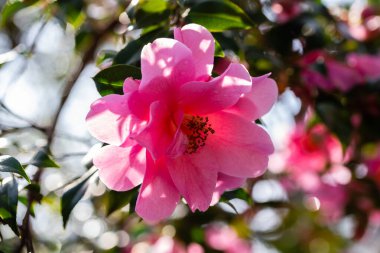 Güneşli baharda Japon kamelyası.