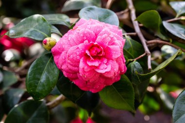 Güneşli baharda Japon kamelyası.