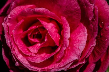 CAMELLIA JAPONİKA DR. Baltazar de Mello