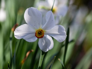 BİR GARDEN NARCISSUS Aksanı