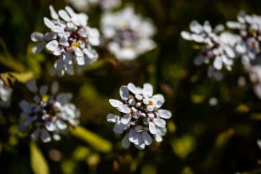 İBERİS SEMPERFLORENS Bir bahçede